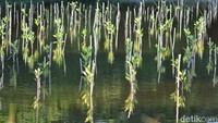 Kebun Raya Mangrove Surabaya ini memiliki koleksi tanaman mangrove sebanyak 57 jenis.