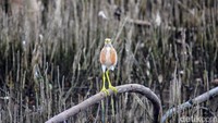 Salah satu fauna yang menjadi daya tarik untuk berkunjung di Kebun Raya Mangrove Surabaya.