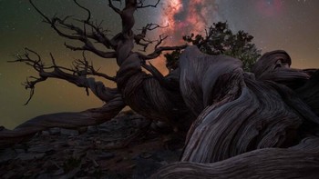 Mother Juniper karya Benjamin Barakat. Foto yang juga menampilkan pohon juniper meliuk-liuk ini diambil di Jebel Shams, Oman. Foto: Benjamin Barakat/Milky Way Photographer of the Year