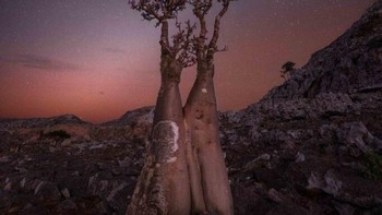 Blooming Bottle Trees, karya Rositsa Dimitrova. Foto ini diambil di Pulau Sokotra, Yaman yang memiliki langit malam paling gelap di dunia. Foto: Rositsa Dimitrova/Milky Way Photographer of the Year
