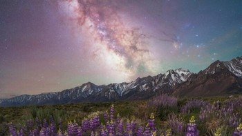 Lupine Dreams karya Brandt Ryder. Foto ini diabadikan di Pegunungan Eastern Sierra di negara bagian California, AS. Foto: Brandt Ryder/Milky Way Photographer of the Year