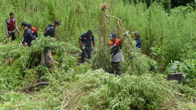 Penampakan Ladang Ganja 2,5 Hektare di Aceh Besar yang Dibakar