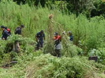 Penampakan Ladang Ganja 2,5 Hektare di Aceh Besar yang Dibakar