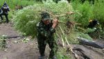 Pemusnahan 2,5 Hektare Ganja Siap Panen di Aceh Besar