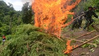 Pemusnahan dilakukan dengan cara dibakar. Namun pemilik tanaman ganja tersebut tidak berhasil ditangkap.
