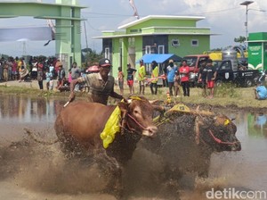 Kerapan Sapi Brujul Dandim Cup 2024 Awali Musim Tanam di Kota Probolinggo