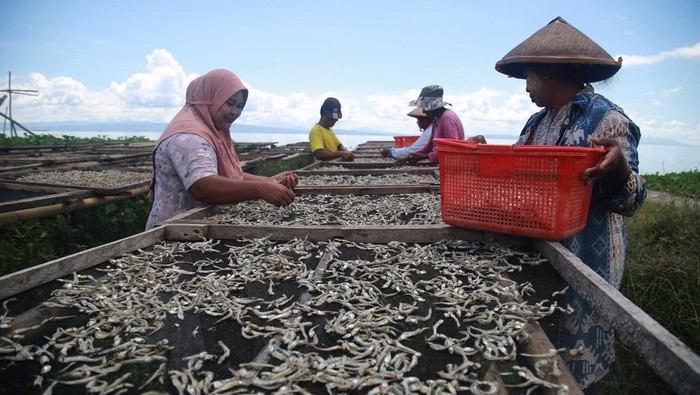 Produksi ikan teri kualitas ekspor di Halmahera Timur Sejumlah pekerja menjemur ikan teri kualitas ekspor di Desa Saramake, Kabupaten Halmahera Timur, Maluku Utara, Minggu (2/6/2024). Dalam kondisi cuaca normal dan persediaan bahan baku dari nelayan melimpah, para produsen ikan teri di daerah itu mampu memproduksi 1-2 ton ikan teri setiap hari untuk pengiriman ke berbagai daerah yaitu Ternate, Gorontalo, Surabaya seharga Rp30 ribu kilogram serta diekspor ke China Rp150 ribu- Rp180 ribu per kg. ANTARA FOTO/Andri Saputra/aww.