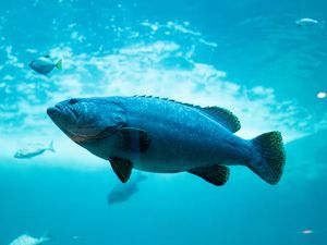 Seperti di Film, Robot Ikan Mata Mata Dipakai untuk Militer