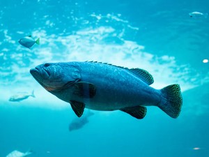 Seperti di Film, Robot Ikan Mata Mata Dipakai untuk Militer