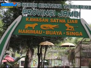 Koleksi Satwa di Taman Rimba Jambi, Ada Harimau hingga Buaya Senyulong