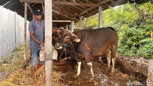Ternak sapi milik saudagar di wilayah Banjar Dinas Kecicang Islam, Desa Bungaya Kangin, Kecamatan Bebandem, Karangasem, Bali, Minggu (2/6/2024). (Foto: I Wayan Selamat Juniasa/detikBali)