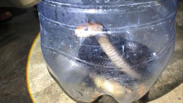 Ular kobra jawa yang ditangkap di Nglipar, Gunungkidul.