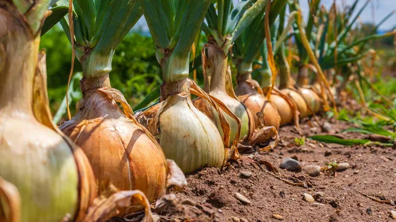 5 Fakta Bawang Bombai Vidalia yang Tak Bikin Mata Perih Saat Dipotong