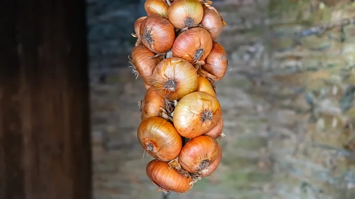5 Fakta Bawang Bombai Vidalia yang Tak Bikin Mata Perih Saat Dipotong