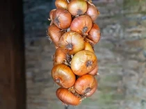 5 Fakta Bawang Bombai Vidalia yang Tak Bikin Nangis Saat Dipotong