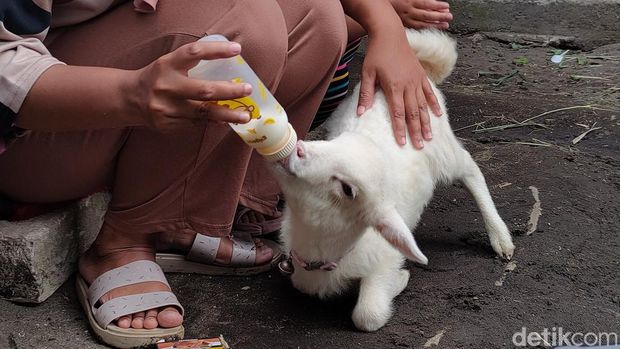 Anak kambing atau cempe milik Irna Tri Wijayanti, bidan asal Kulon Progo, Senin (3/6/2024). Cempe ini diasuh seperti layaknya bayi oleh pemiliknya.