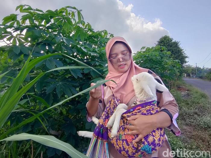 Bidan Irna saat menggendong cempe si Momot Cemot di sekitar Rararifarm, Glagah, Temon, Kabupaten Kulon Progo, DIY, Senin (3/6/2024)