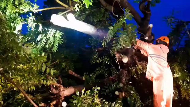 BPBD Lamongan mengevakuasi pohon tumbang imbas hujan deras angin kencang.