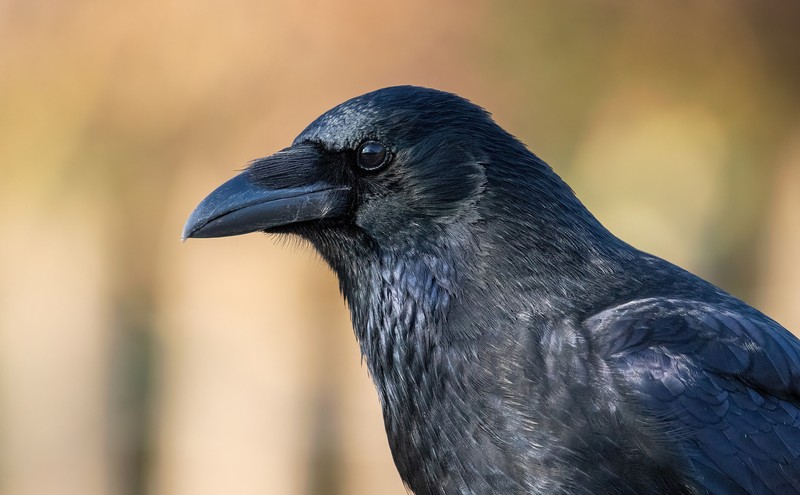 Carrion crow (Corvus corone) atau buirung gagak bangkai.