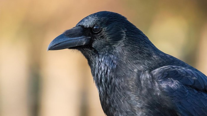 Carrion crow (Corvus corone) atau buirung gagak bangkai.