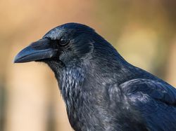 10 Hewan Terpintar di Dunia, Ada yang Tak Terduga