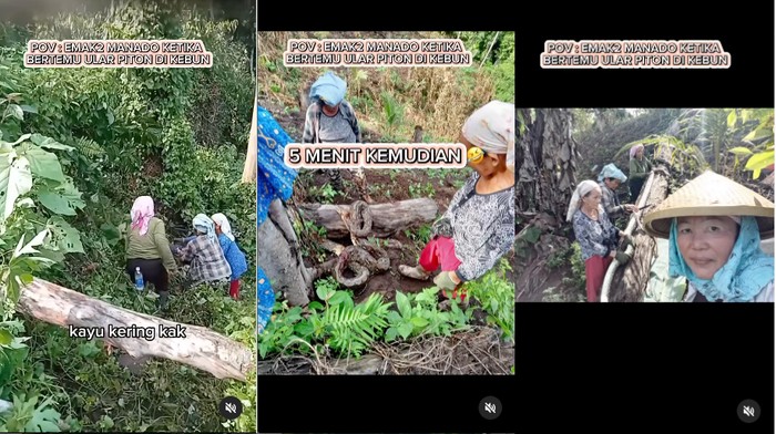 Emak-emak Tangkap ular Piton