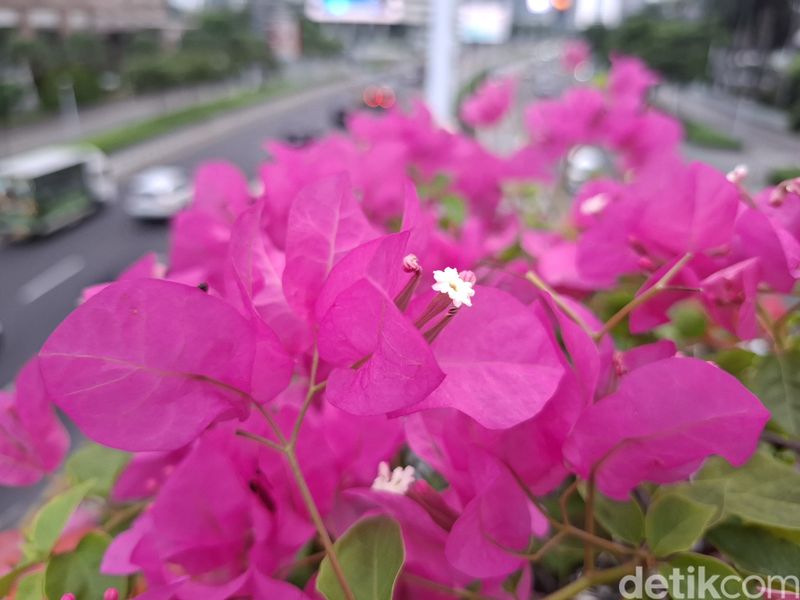 Galaxy A55
