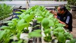 Intip Green House Poktan Petapa di Pancoran Jaksel