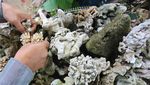 Potret Kerajinan Fosil Bunga Karang Laut di Aceh Barat