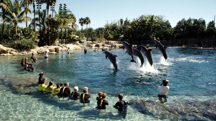 Kolam renang Discovery Cove