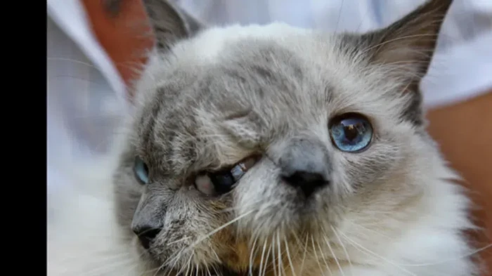 Kucing Frank and Louie lahir berwajah dua atau Janus. Kondisi ini dikarenakan mutasi genetik yang dialami oleh kucing tersebut.