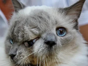 Kucing Ini Terlahir dengan Dua Wajah