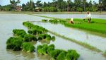 Lahan Rawa Disulap Jadi Sawah buat Genjot Produksi Beras