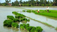 Kementerian Pertanian bekerjasama dengan TNI AD melakukan program optimalisasi lahan rawa seluas 30.442 hektare menjadi sawah yang berada di 11 Kabupaten di Provinsi Sumatera Utara. 