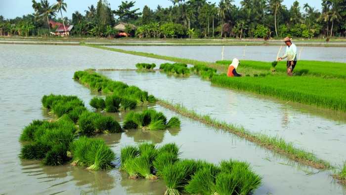 Optimalisasi lahan rawa menjadi sawah di Sumut Petani menanam padi di Desa Ramunia, Kabupaten Deli Serdang, Sumatera Utara, Minggu (2/6/2024). Kementerian Pertanian bekerjasama dengan TNI AD melakukan program optimalisasi lahan rawa seluas 30.442 hektare menjadi sawah yang berada di 11 Kabupaten di Provinsi Sumatera Utara dengan tujuan meningkatkan area tanam dan indeks pertanaman (IP) yang dapat menaikkan produksi padi di Sumatera Utara. ANTARA FOTO/Yudi Manar/foc.