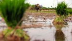 Lahan Rawa Disulap Jadi Sawah buat Genjot Produksi Beras