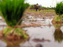 Video: 11,43% Lahan Padi di Sumatera Berpotensi Gagal Panen Buntut Bencana