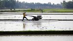 Lahan Rawa Disulap Jadi Sawah buat Genjot Produksi Beras