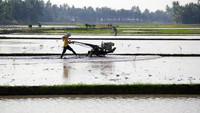 Petani membajak sawah dengan mesin traktor di Desa Ramunia, Kabupaten Deli Serdang, Sumatera Utara, Minggu (2/6/2024). 