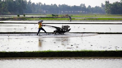 Lahan Rawa Disulap Jadi Sawah buat Genjot Produksi Beras