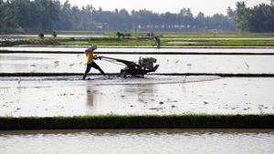 Lahan Rawa Disulap Jadi Sawah buat Genjot Produksi Beras