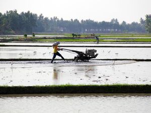 Lahan Rawa Disulap Jadi Sawah buat Genjot Produksi Beras