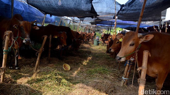Pedagang hewan kurban di Surabaya