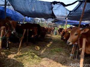 Tips Pilih Hewan Kurban yang Tepat, Makin Mudah Beli Lewat BRImo