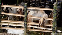 Sedangkan untuk kambing dijual mulai harga Rp 4 juta.