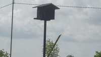 Pemasangan rumah burung hantu tersebut diharapkan dapat sebagai tempat bertenggernya burung hantu liar sehingga dapat membantu mengurangi populasi tikur yang menjadi hama tanaman padi.