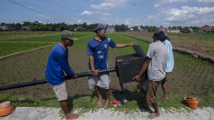 Warga memasang rumah burung hantu di lahan pertanian Sawit, Boyolali, Jawa Tengah, Senin (3/6/2024). Pemasangan rumah burung hantu tersebut diharapkan dapat sebagai tempat bertenggernya burung hantu liar sehingga dapat membantu mengurangi populasi tikur yang menjadi hama tanaman padi. ANTARA FOTO/Aloysius Jarot Nugroho/Spt.