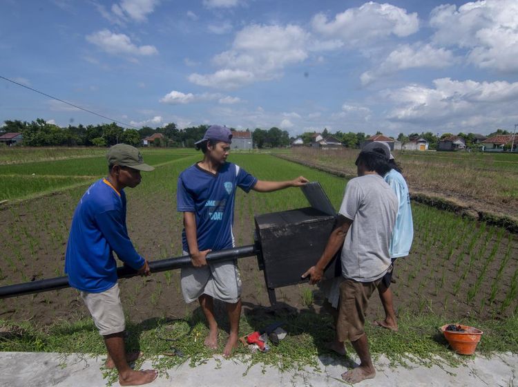 Petani Boyolali Pasang Rumah Burung Hantu untuk Kurangi Populasi Tikus