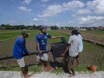 Petani Boyolali Pasang Rumah Burung Hantu untuk Kurangi Populasi Tikus