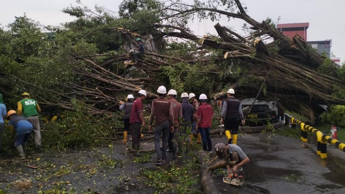 pohon tumbang di Gresik
